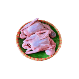 Chim bồ câu